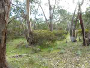 Paradox acacia(Acacia paradoxa)