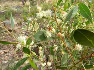 Blackwood(Acacia penninervis)