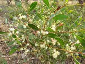 Blackwood(Acacia penninervis)