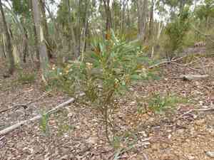 Blackwood(Acacia penninervis)