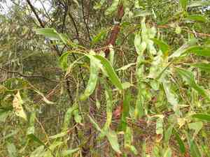 Blackwood(Acacia penninervis)