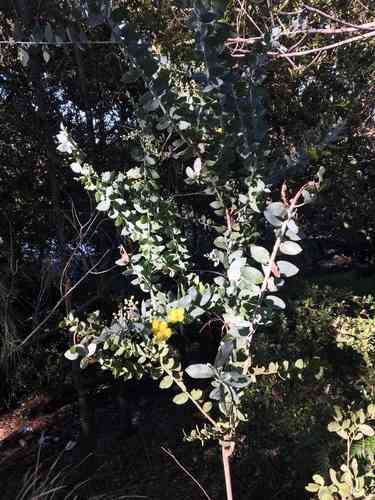 Pearl acacia(Acacia podalyriifolia)