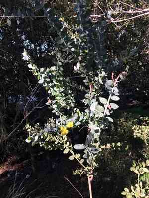 Pearl acacia(Acacia podalyriifolia)