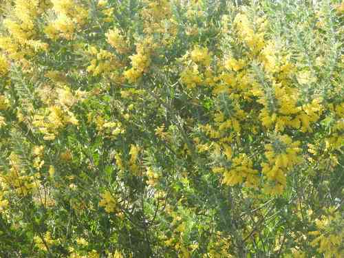 Pearl acacia(Acacia podalyriifolia)