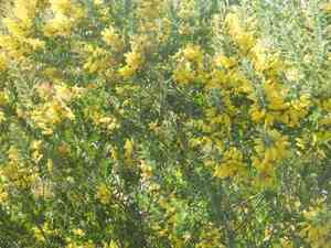 Pearl acacia(Acacia podalyriifolia)