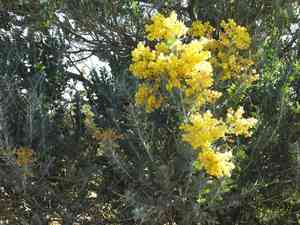 Pearl acacia(Acacia podalyriifolia)