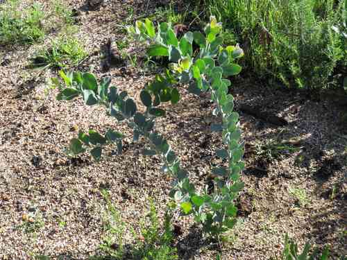 Pearl acacia(Acacia podalyriifolia)