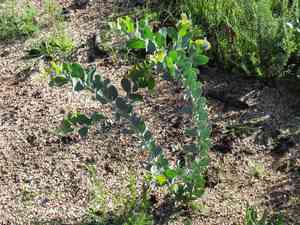 Pearl acacia(Acacia podalyriifolia)