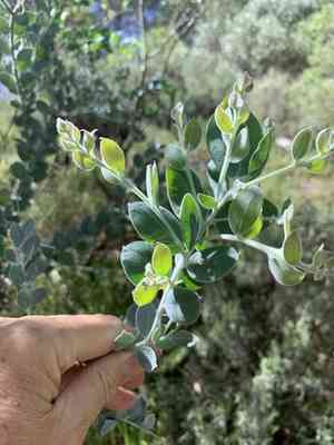 Pearl acacia(Acacia podalyriifolia)
