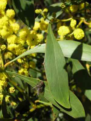 Golden wattle(Acacia pycnantha)
