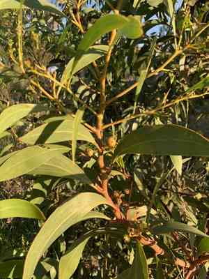 Golden wattle(Acacia pycnantha)