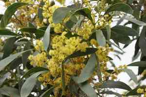 Golden wattle(Acacia pycnantha)