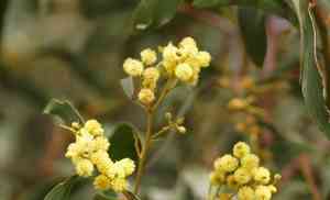Golden wattle(Acacia pycnantha)