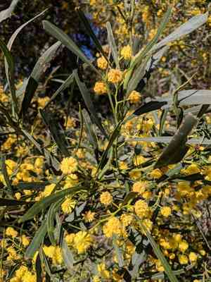 Water wattle(Acacia retinodes)