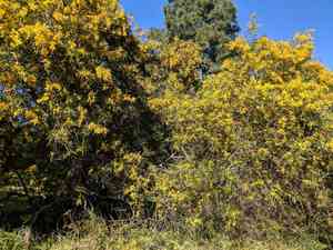 Water wattle(Acacia retinodes)