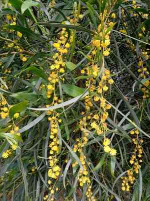 Water wattle(Acacia retinodes)