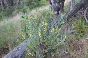 Water wattle(Acacia retinodes)