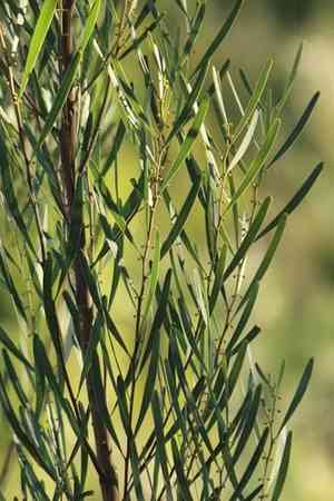 Hop wattle(Acacia stricta)