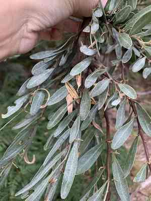Hop wattle(Acacia stricta)