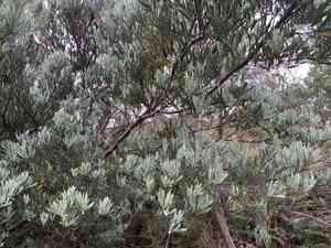 Hop wattle(Acacia stricta)