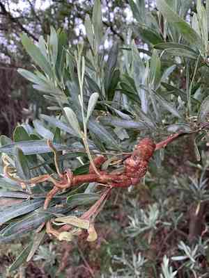 Hop wattle(Acacia stricta)