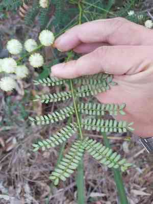 Cedar wattle(Acacia terminalis)