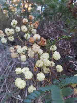 Cedar wattle(Acacia terminalis)