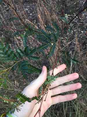 Cedar wattle(Acacia terminalis)
