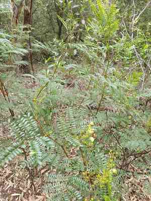 Cedar wattle(Acacia terminalis)