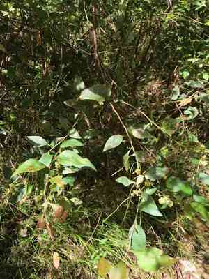 Acacia urophylla(Acacia urophylla)
