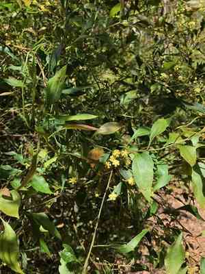 Acacia urophylla(Acacia urophylla)