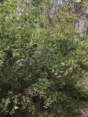 Acacia urophylla(Acacia urophylla)