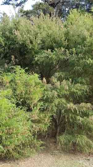 Star acacia(Acacia verticillata)