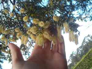 Star acacia(Acacia verticillata)