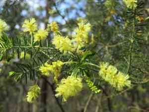 Star acacia(Acacia verticillata)