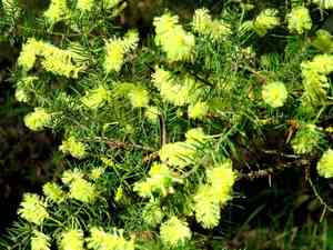 Star acacia(Acacia verticillata)