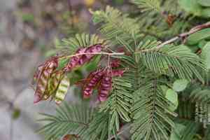 Prairie acacia(Acaciella angustissima)