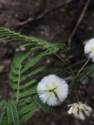 Prairie acacia(Acaciella angustissima)