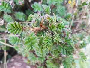 New zealand bur(Acaena anserinifolia)