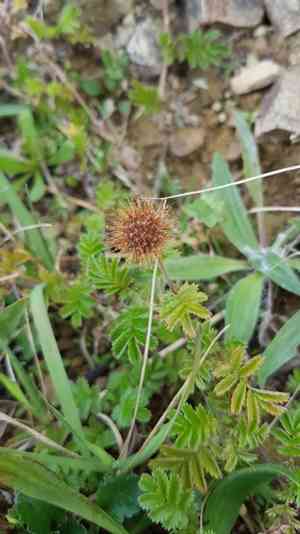 New zealand bur(Acaena anserinifolia)