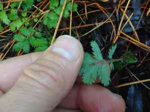 New zealand bur(Acaena anserinifolia)