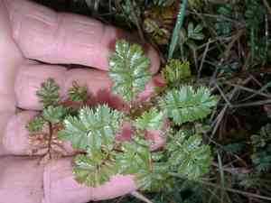 New zealand bur(Acaena anserinifolia)