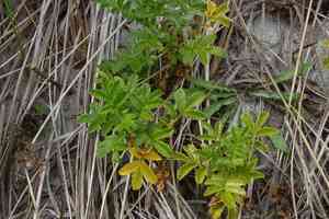 Pale biddy biddy(Acaena pallida)