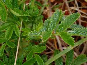 Pale biddy biddy(Acaena pallida)