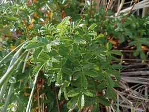 Pale biddy biddy(Acaena pallida)