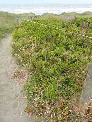 Pale biddy biddy(Acaena pallida)