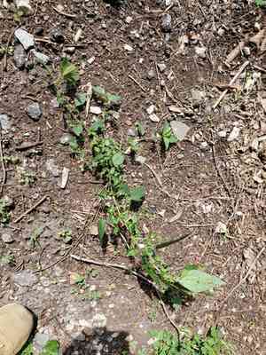 Asian copperleaf(Acalypha australis)