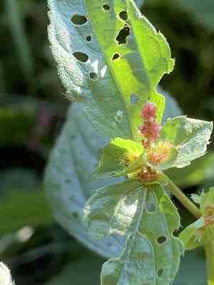 Asian copperleaf(Acalypha australis)