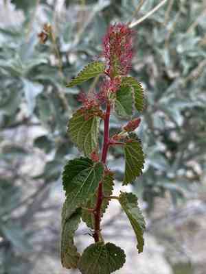 California copperleaf(Acalypha californica)