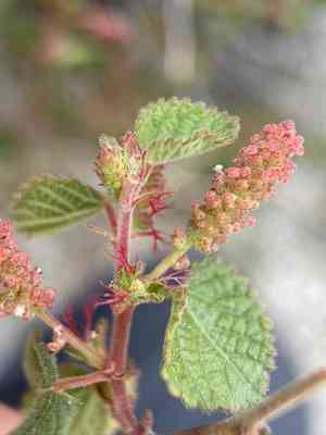 California copperleaf(Acalypha californica)